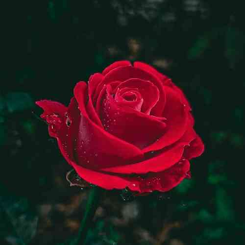 امید کرمی مثلا خوشبخت شی کنار اون قد بکشی